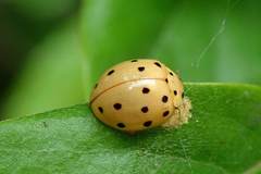 Harmonia sedecimnotata