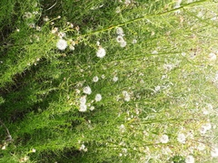 Baccharis ulicina