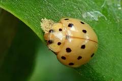 Harmonia sedecimnotata