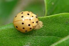 Harmonia sedecimnotata