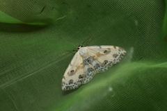 Scopula indicataria