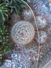 Mammillaria bombycina
