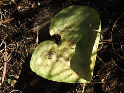 Image of Eriospermum cooperi by (c) Matthew Fainman, some rights reserved (CC BY)