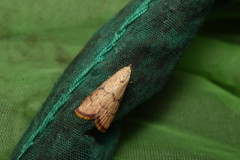 Tirathaba irrufatella