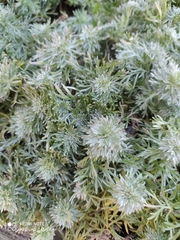 Artemisia schmidtiana