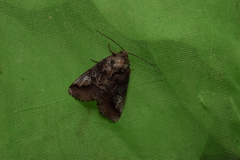 Protomiselia bilinea