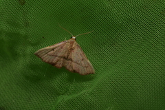 Corgatha pygmaea