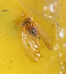 Blastopsylla occidentalis