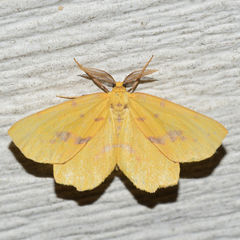 Xanthotype attenuaria