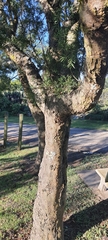 Afrocarpus falcatus