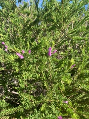 Polygala myrtifolia