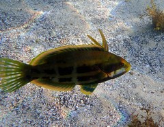 Heteroscarus acroptilus