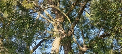Afrocarpus falcatus