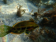 Heteroscarus acroptilus