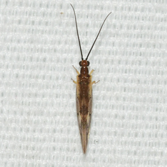 Climacia