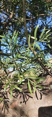 Afrocarpus falcatus
