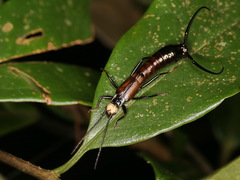 Paratimomenus flavocapitata