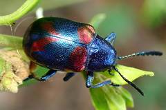 Platycorynus undatus