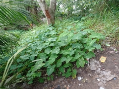 Araceae