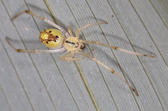 Thwaitesia glabicauda