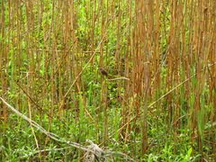 Phoenicurus phoenicurus