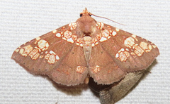 Saroba pustulifera