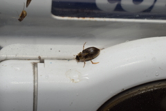 Berosus punctipennis