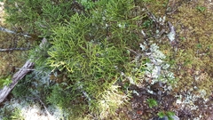 Halocarpus