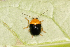 Adiscus taiwanus