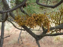 Arceuthobium globosum