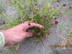 Juncus caespiticius