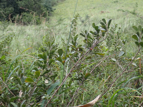 Image of Maesa alnifolia by (c) Mahomed Desai, some rights reserved (CC BY)