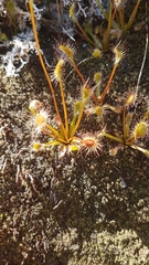 Drosera stenopetala