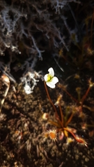 Drosera stenopetala
