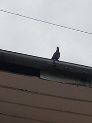 Columba livia
