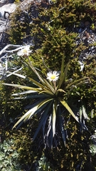 Celmisia armstrongii