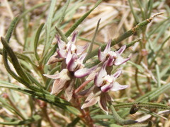 Asclepias stellifera