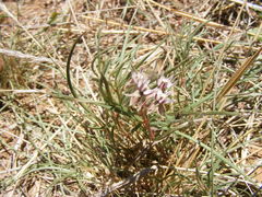 Asclepias stellifera