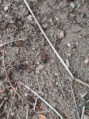 Formica exsectoides