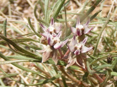 Asclepias stellifera