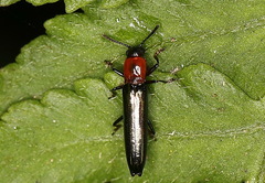 Languriinae