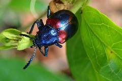 Platycorynus undatus