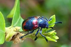 Platycorynus undatus