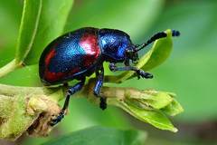 Platycorynus undatus