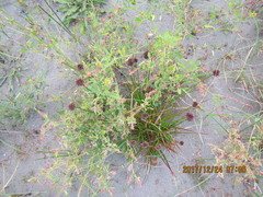 Juncus caespiticius