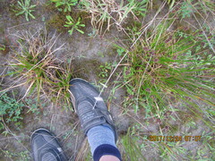 Juncus caespiticius
