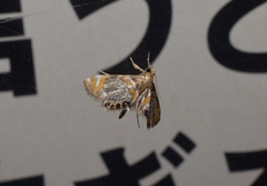 Nymphicula saigusai