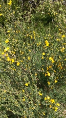Cytisus scoparius