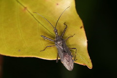 Tapirocoris annulatus