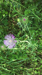 Galactites tomentosus